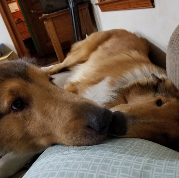 Dogs & Kids - Picture 8 of 16